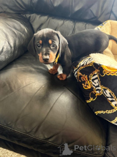 Photo №1. non-pedigree dogs - for sale in the city of ISOLA SAN GIULIO | 465$ | Announcement № 173385
