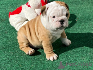 Photo №1. english bulldog - for sale in the city of Berlin | 282$ | Announcement № 137132
