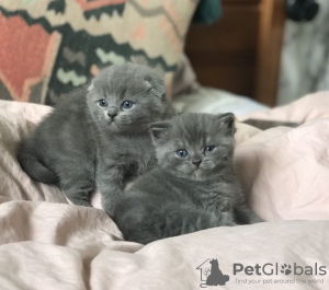 Photo №2 to announcement № 11319 for the sale of scottish fold - buy in Russian Federation private announcement