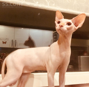 Photo №2 to announcement № 782 about purchase of sphynx cat - buy in Belarus from nursery, breeder