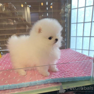 Additional photos: Beautiful Pomeranian puppy