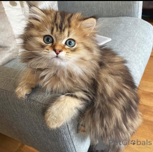 Photo №1.  - for sale in the city of Madrid | Is free | Announcement № 162281