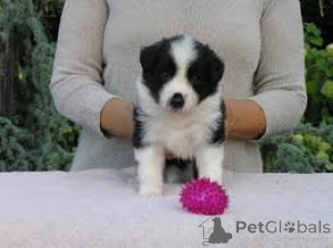 Photo №3. Border Collie puppies for sale. United Kingdom