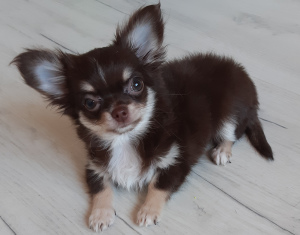 Photo №1. chihuahua - for sale in the city of Minsk | 500$ | Announcement № 5255