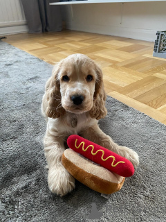 Photo №1. american cocker spaniel - for sale in the city of ANSUBRG | 550$ | Announcement № 159409