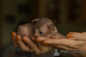 Photo №1. sphynx-katze - for sale in the city of Екабпилс | 475$ | Announcement № 120787