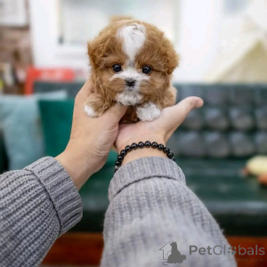 Photo №2 to announcement № 137537 for the sale of poodle (toy) - buy in United States from the shelter