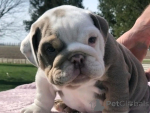 Photo №2 to announcement № 137159 for the sale of english bulldog - buy in Germany breeder