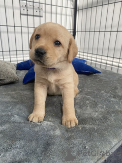 Photo №1. labrador retriever - for sale in the city of Beverley | 600$ | Announcement № 111706