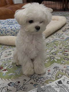 Photo №1. maltese dog - for sale in the city of Wolfsberg | negotiated | Announcement № 165315