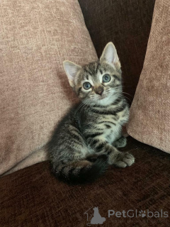 Photo №2 to announcement № 135494 for the sale of  - buy in United States private announcement