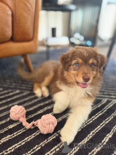 Photo №1. australian shepherd - for sale in the city of Groningen | negotiated | Announcement № 167037