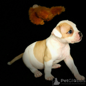 Photo №2 to announcement № 18602 for the sale of american bulldog - buy in Portugal private announcement