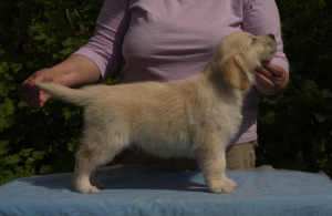 Photo №2 to announcement № 2962 for the sale of golden retriever - buy in Russian Federation from nursery