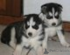 Photo №1. siberian husky - for sale in the city of Eipen | Is free | Announcement № 165740