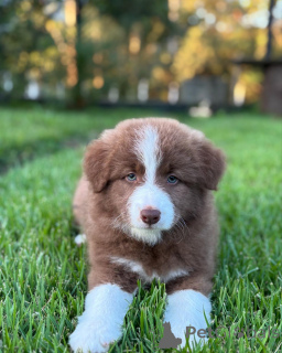 Photo №1. border collie - for sale in the city of Bern | negotiated | Announcement № 179026