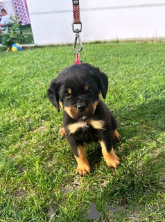 Additional photos: Rottweiler puppies