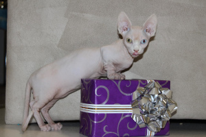 Photo №2 to announcement № 4697 for the sale of sphynx-katze - buy in Ukraine from nursery