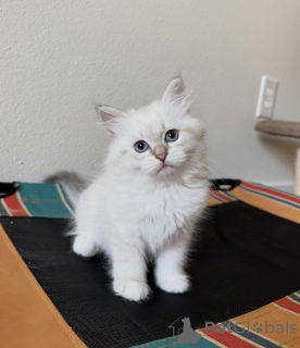 Photo №1. siberian cat - for sale in the city of Ensuede | negotiated | Announcement № 170629