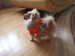 Additional photos: KNITTED DRESS (CLOTHES) FOR DOGS AND CAT ORDER