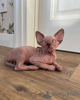 Photo №2 to announcement № 93316 for the sale of sphynx cat - buy in United States private announcement