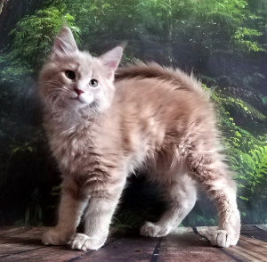 Photo №2 to announcement № 3062 for the sale of maine coon - buy in Russian Federation from nursery