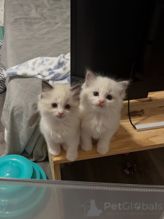 Photo №1. ragdoll - for sale in the city of GeretSried | negotiated | Announcement № 169843