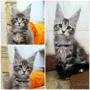 Photo №1. maine coon - for sale in the city of Saloniki | negotiated | Announcement № 156812