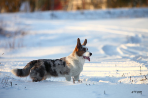 Photo №1. welsh corgi - for sale in the city of St. Petersburg | negotiated | Announcement № 5291