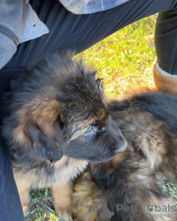 Photo №2 to announcement № 173375 for the sale of non-pedigree dogs - buy in Germany private announcement