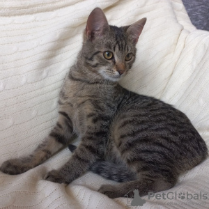 Photo №3. Charming striped kitten Lyolik is looking for a home and a loving family!. Belarus