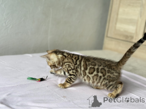 Photo №3. Gorgeous Bengal kittens. United States