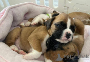 Photo №3. Beautiful Boxer puppies. Germany