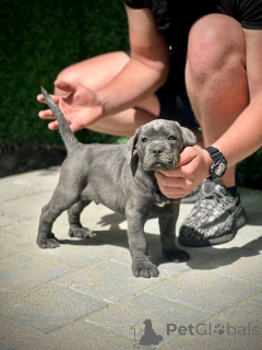 Photo №4. I will sell cane corso in the city of Kragujevac.  - price - 619$