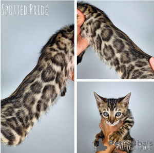 Photo №1. bengal cat - for sale in the city of Москва | 586$ | Announcement № 36026