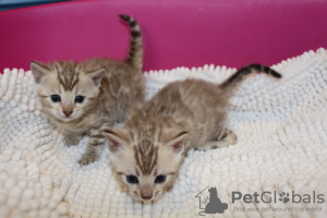 Photo №4. I will sell bengal cat in the city of Portsmouth. private announcement, breeder - price - 370$