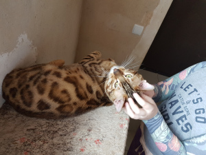 Photo №1. bengal cat - for sale in the city of Orenburg | negotiated | Announcement № 6238