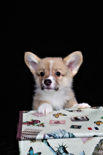 Photo №1. welsh corgi - for sale in the city of Moscow | 774$ | Announcement № 4427