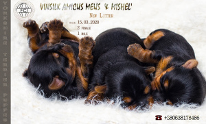 Photo №1. yorkshire terrier - for sale in the city of Zhytomyr | 577$ | Announcement № 6103