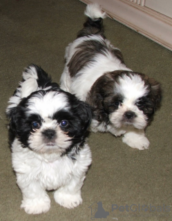 Photo №1. shih tzu - for sale in the city of Барсена-де-Сисеро | Is free | Announcement № 40110