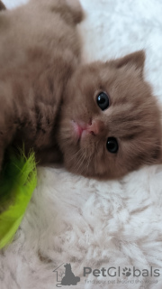 Photo №1. british shorthair - for sale in the city of Niedenstein | 856$ | Announcement № 75510