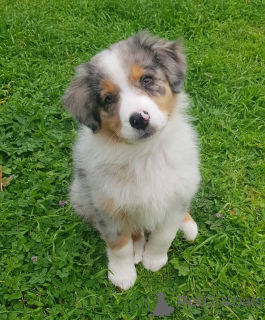 Photo №1. australian shepherd - for sale in the city of Antheia | negotiated | Announcement № 168167