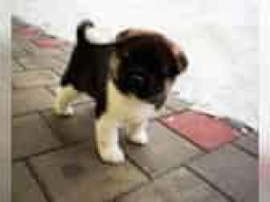 Photo №2 to announcement № 851 for the sale of american akita - buy in Germany private announcement, from nursery, breeder