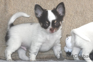 Photo №2 to announcement № 99028 for the sale of chihuahua - buy in Finland private announcement