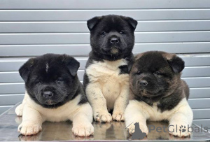 Photo №2 to announcement № 128824 for the sale of staffordshire bull terrier - buy in Serbia 