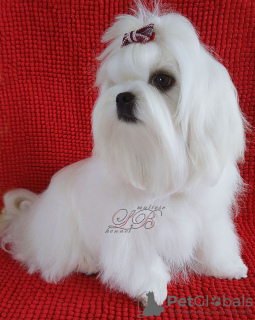 Photo №2 to announcement № 57266 for the sale of maltese dog - buy in Ukraine from nursery