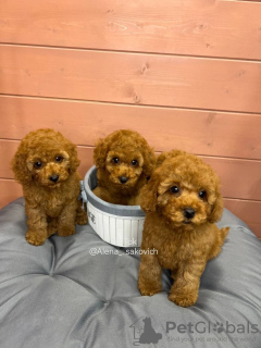 Photo №1. poodle (dwarf) - for sale in the city of Kalba | negotiated | Announcement № 67191