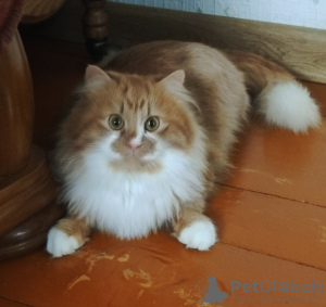 Photo №3. Ronnie is a red-haired miracle.. Belarus