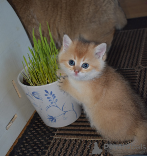 Photo №2 to announcement № 32859 for the sale of british shorthair - buy in Sweden private announcement, from nursery, breeder