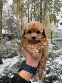 Photo №2 to announcement № 132951 for the sale of maltipu - buy in Russian Federation private announcement